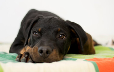 Black puppy waiting on his bed.