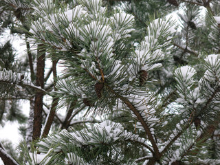 branch of a fluffy pine is covered with snow