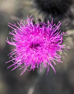 close up of a flower