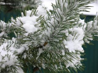 branch of a fluffy pine is covered with snow