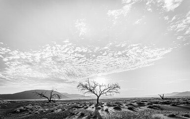 Desert Acacia 