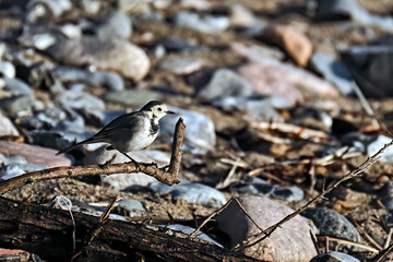 Bachstelze ( Motacilla alba ) am Strand vom Fischerdorf Vitt auf der Insel Rügen.