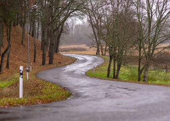 Obraz premium gloomy autumn landscape with wet road, large bare trees by the roadside, autumn