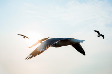 Fototapeta na wymiar Seagulls flying close up on clouds sky sunset background.