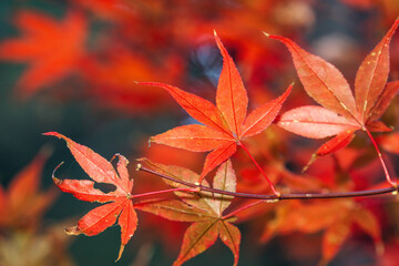Close up of beautiful maple leaves isolated on bokeh blurry background in autumn season.