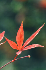 Close up of beautiful maple leaves isolated on bokeh blurry background in autumn season.