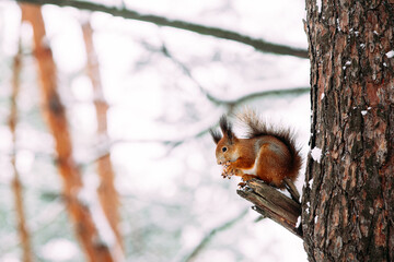 Squirrel in the winter forest