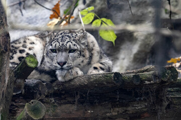 The snow leopard, Panthera uncia, lies high in a tree and takes a nap