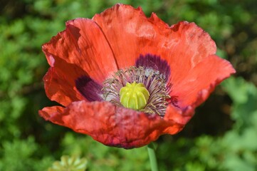 red poppy flower