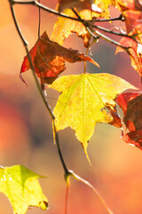 Close up of beautiful maple leaves isolated on bokeh blurry background in autumn season.