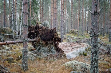 A hiking trail in a forest between the villages of Dala Floda and Björbo in Dalarna,Sweden.