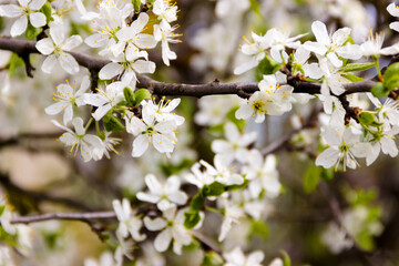White flowers and buds of an apricot tree in spring blossom