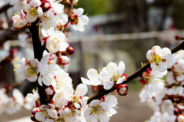 White flowers and buds of an apricot tree in spring blossom