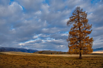 Obraz premium Russia. Mountain Altai. Desert steppes at the foot of the North Chui mountain range along the Chui tract.