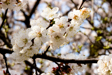 White flowers and buds of an apricot tree in spring blossom