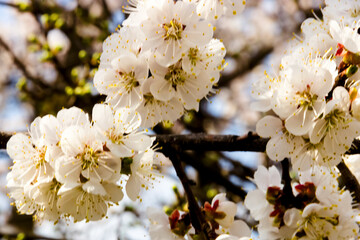 White flowers and buds of an apricot tree in spring blossom