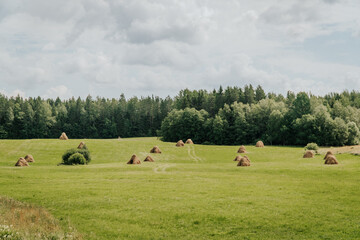 cows grazing in a field