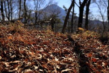 落ち葉と富士山