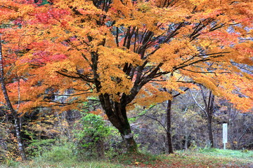 紅葉