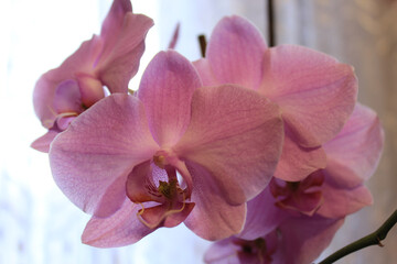 photography of pink orchid flower