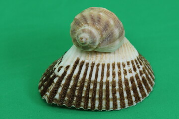 seashell on green background, expressions about nature