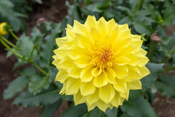 綺麗に咲くダリアの花 地球の卵