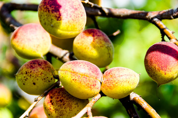 apricots on a branch