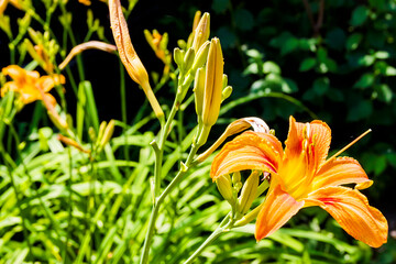 Bud of flowering orange lily