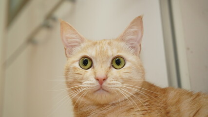 こちらを向く猫