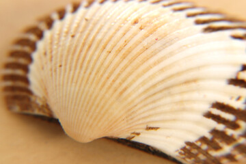seashell on cream and yellow background, expressions about nature