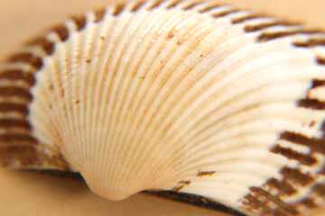 seashell on cream and yellow background, expressions about nature