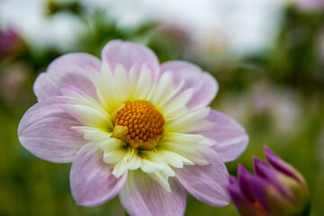 Obraz premium 綺麗に咲くダリアの花 テスブルックオードリー