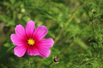 
Cosmos field in Ono, Hyogo Prefecture