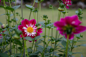 綺麗に咲くダリアの花 リバーアイ