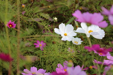 
Cosmos field in Ono, Hyogo Prefecture