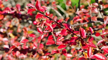 Pięknie przebarwione na czerwono liście krzewu berberysu (jesień) © Lancan