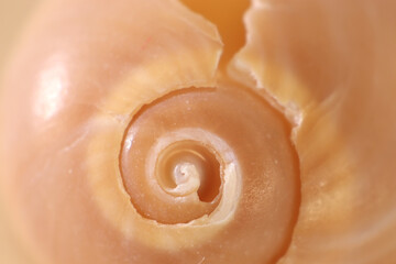 
natural seashell, close up.