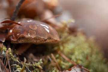 mushrooms in the forest