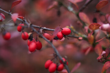red berries on a tree