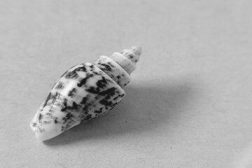 seashell on cream and yellow background, expressions about nature, black and white