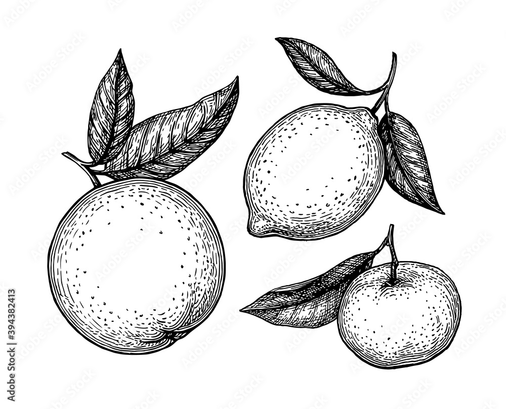 Canvas Prints ink sketches of citrus fruit.