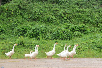 Many white ducks are walking. A herd of geese is walking across the road. A herd of beautiful white geese walking in a meadow near a farmhouse.