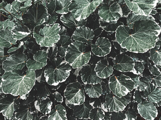 White green leaves texture. Leaf texture background.