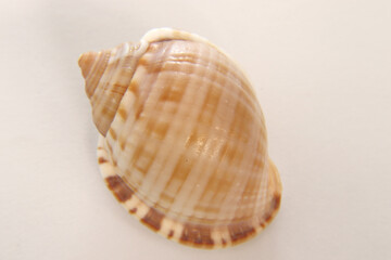 seashell on cream and yellow background, expressions about nature