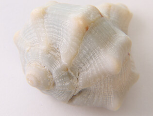 seashell on cream and yellow background, expressions about nature, sephia