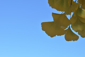 Ginkgo bilbao leaf on blue sky
