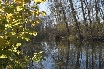 Forest reflection in the water