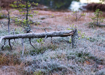 dusk morning in the swamp, first frost on moss mosses, lichens and grass, dark tree silhouettes, autumn morning in the swamp