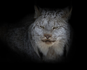 Obraz premium Canada Lynx close up portrait against black background