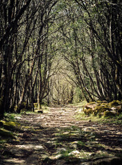 Green Path inside a forest in Sardinia